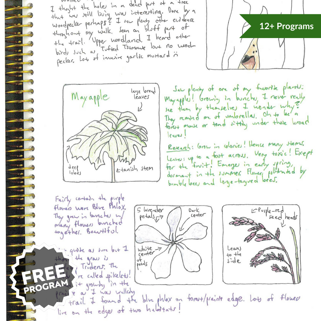 12+ Programs (6) face mask